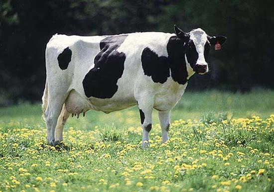 Yurt dışından getirilen Holstein ineklerinden ülkemiz şartlarında 4000-7000 kg süt verimi elde edilir.