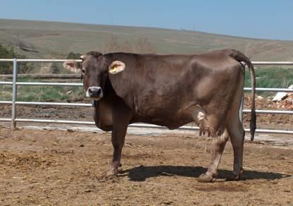 Çok iyi bakım ve besleme şartlarında bazı ineklerin 12000-13000 kg süt verimine ulaşılır.