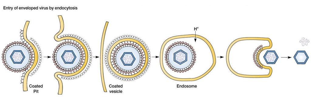 2.3. Endocytosis Gerek zarflı ve gerekse zarfsız viruslarda gözlenir.