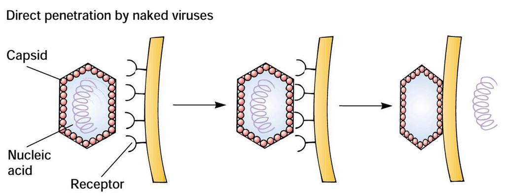 2.1. Direk Penetrasyon Zarsız viruslar tarafından meydana getirilir.