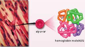 Şekil 1.3.b. Hemoglobin molekülü (Apak, 2001). Hemoglobin zincirlerinin sentezini sağlayan genler 11 ve 16 sayılı kromozomlarda bulunmaktadır.