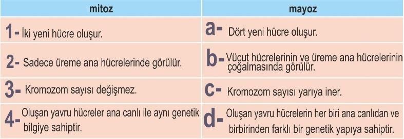 14) 15) Bir öğrenci mitoz ile mayoz bölünme arasındaki karşılaştırmayı şekildeki gibi yapmıştır. Bu karşılaştırmada hangilerinin yerini değiştirirse karşılaştırmayı doğru olarak yapmış olur?