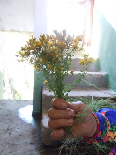 Yöntem Çanakkale ili Biga ilçesinde geleneksel kullanımı olan doğal bitkilerin yöresel adlarını kayda almak amacıyla 2011-2013 yılları arasında farklı vejetasyon dönemlerinde köylere ziyaretler