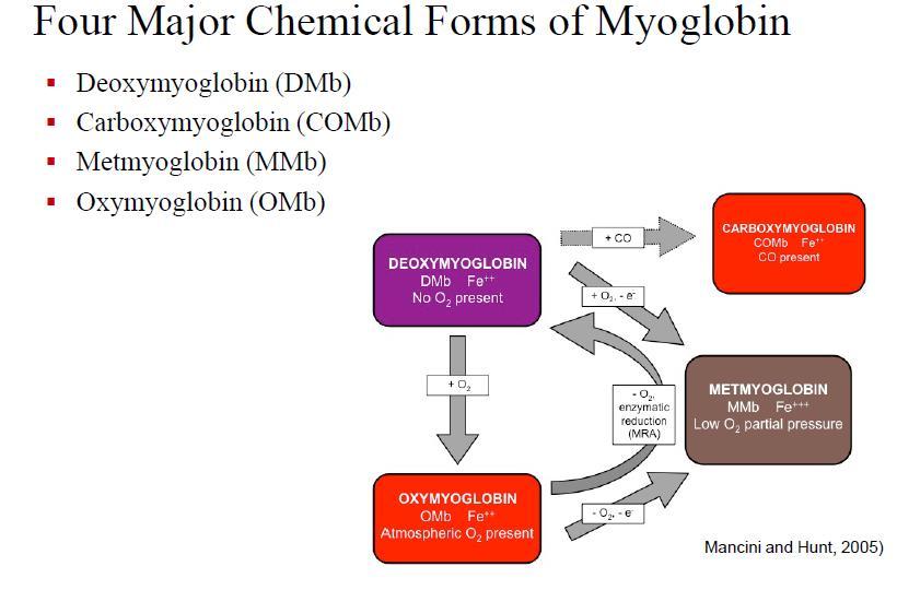 Miyoglobinin başlıca dört kimyasal formu: Deoxymyoglobin DMb, Fe ++ No