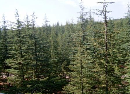 Şekil 1: Gülnar Rüzgâr Gülü İlçede 700 800 m yüksekliklere kadar Akdeniz ikliminin karakteristik bitki örtüsü olan makiler hâkimdir. Yükseklere ç k ld kça makiler yerini ormanlara b rak r.