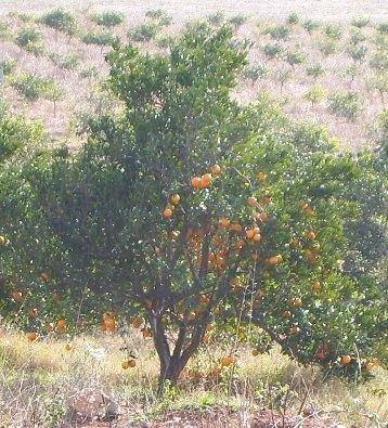 Fotoğraf 2: Gülnar Sahil Köylerinde Portakal Ağaçları 1890 y l nda Düyun-u Umumiye İdaresi Müfettişi olarak, İçel Sancağına gelen Cuinet 147 bölgedeki toplam orman alan n 170.