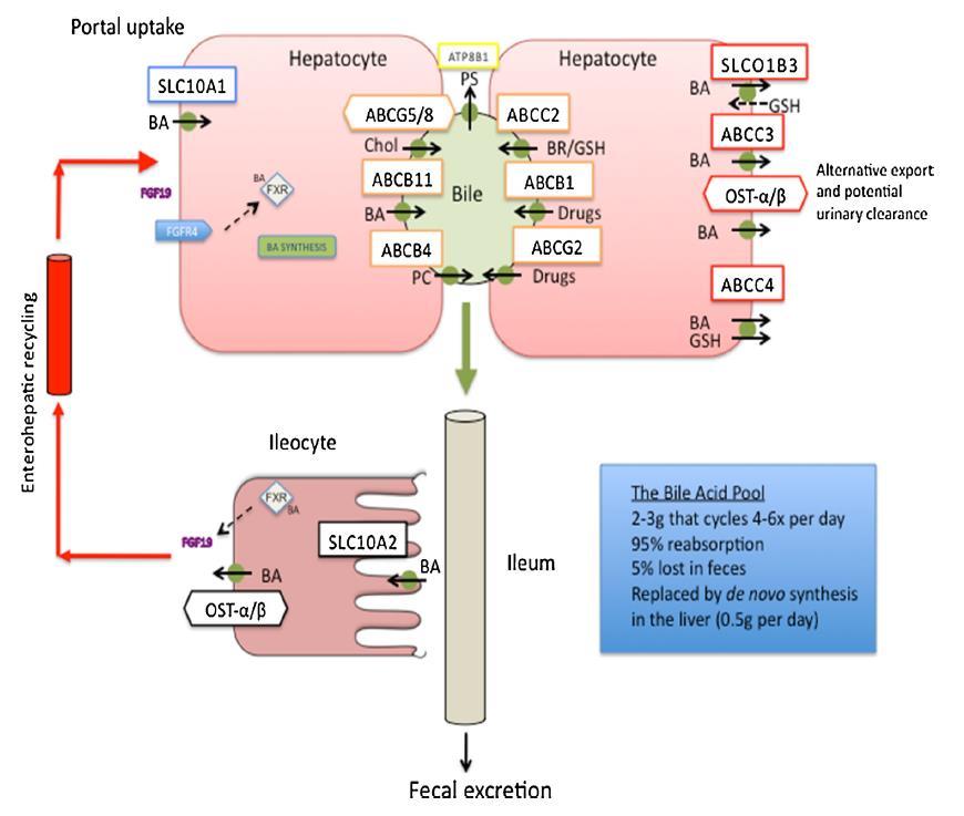 BSEP (ABCB11)e ek Safra Nükleer asitlerinin reseptör FXR olarak enterohepatik phosphatidyl dolaşımının (NR1H4) choline, MDR3 moleküler altyapısı (ABCB4) aracılığı ile Sinüzoidal safra asidi alımı: