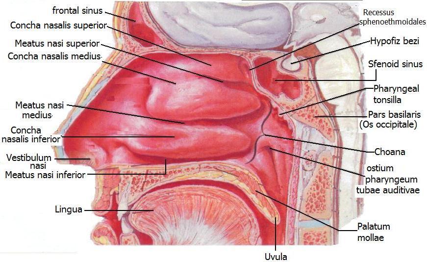 o Meatus nasi inferior, alt konka ile burun tabanı arasında kalan alt burun geçididir. GözyaĢının burun boģluğuna akmasını sağlayan nazolakrimal kanal buraya açılır. Resim 1.