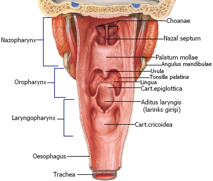 Laryngopharynx (Pars Laryngea Pharyngis, Gırtlak Bölümü) Gırtlağın arka üst bölümünde, C3 ve C6 seviyesinde olan kısımdır. Krikoid kıkırdağın alt kenarı hizasına kadar uzanır.