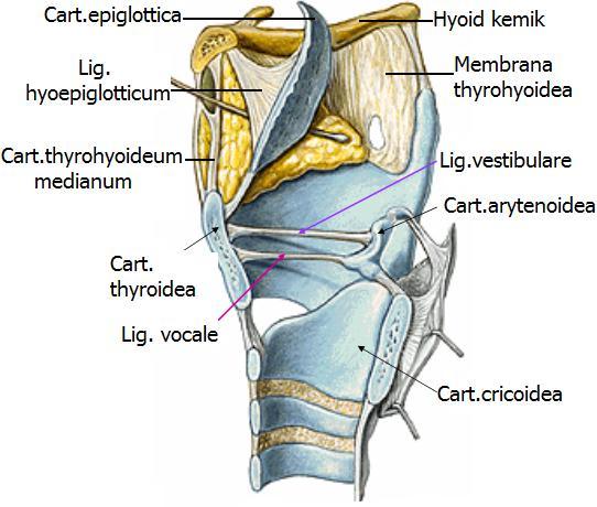 Cartilago Arytenoidea (Aritenoid Ġbrik Kıkırdak) Halka kıkırdağın laminası üzerine oturmuģ üçgen piramide benzeyen iki küçük kıkırdaktır (Resim 1.6).