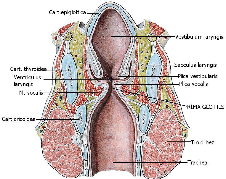 Gırtlağın yapısında; gırtlak giriģini kontrol eden, ses telini geren, ses yarığını geniģleten ve daraltan kaslar vardır.