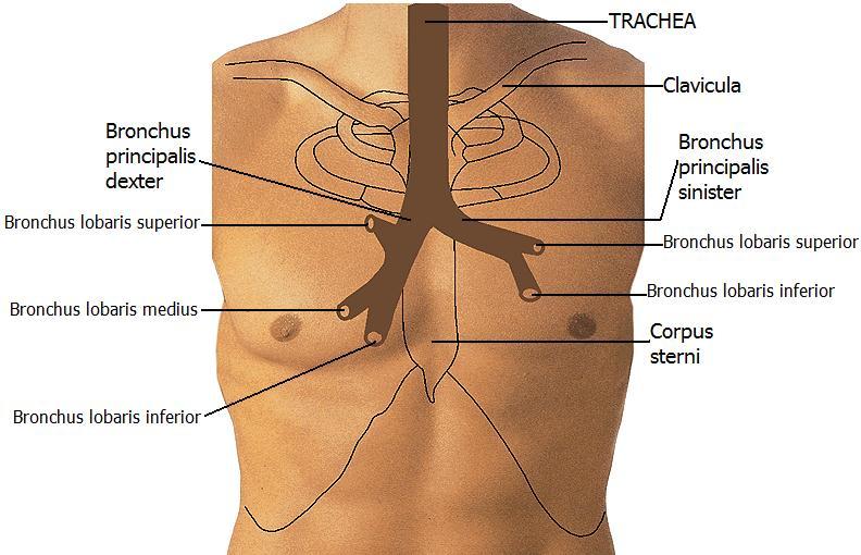 1.2. Alt Solunum Yolları Resim 1.10: Trachea ve bronģların projeksiyonu (izdüģümü) Alt solunum yolları; soluk borusu, bronģlar ve respiratuvar bronģiollerden oluģur. 1.2.1. Soluk Borusu (Trachea) Trachea, solunum yollarının larynxten sonra gelen bölümüdür.