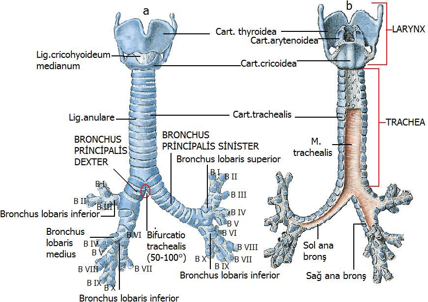 1.2.1.2. Tracheanın KomĢulukları Yukarıda; gırtlağın krikoid kıkırdağı, Önde; boyun bölümünde troid bezinin ısthmusu ve hyoid altı kaslar, gögüs bölümünde truncus brachiocephalicus, a.