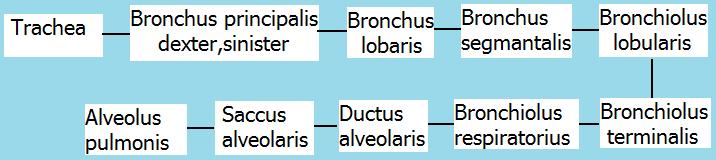 Akciğerlerde bir bronchus segmantalisin dağıldığı alana bir akciğer segmenti denir.