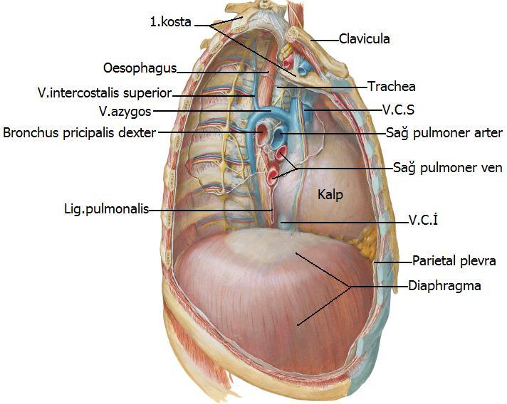 2.2. Mediastinum Göğüs boģluğunun ortasında, sağ ve sol iki akciğer arasında ve orta hat üzerinde bulunan boģluğa, mediastinum denir.
