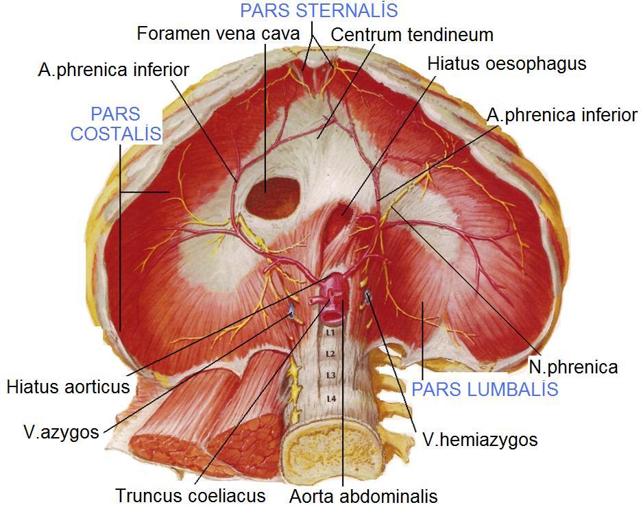 2.3.2. Diaphragmanın Bölümleri Diaphragmanın üç bölümü vardır. Resim 2.4: Diaphragmanın yapısı Pars sternalis; sternumun ksifoid çıkıntısının arkasından baģlar.