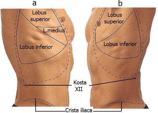 Akciğerlerin; diyafragma üzerine oturan alt bölümüne basis pulmonis, thorax üst açıklığına uzanan üst bölümüne apex pulmonis denir.