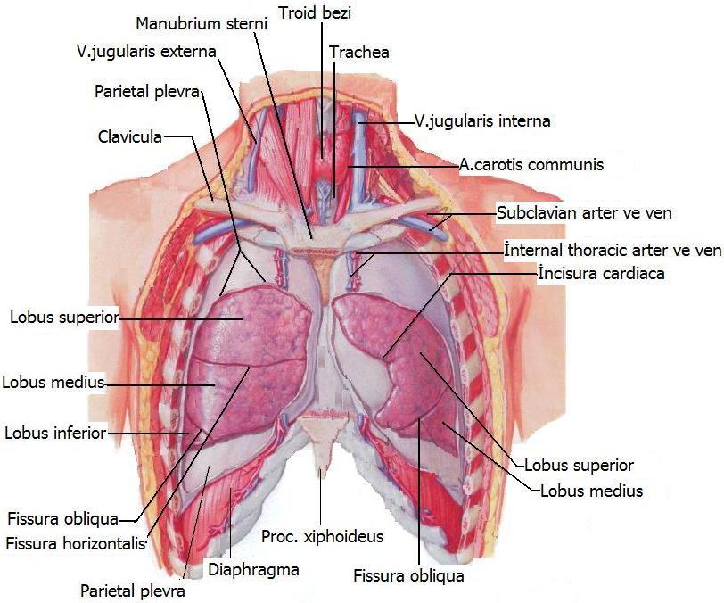 Basis pulmonis geniģ olup diaphragma kubbesine uygun Ģekilde konkavdır.