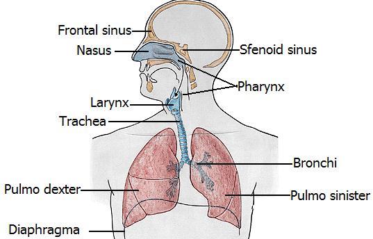 ÖĞRENME FAALĠYETĠ 1 AMAÇ ÖĞRENME FAALĠYETĠ 1 Solunum yollarının yapısını ve radyografilerinde anatomik yapıyı ayırt edebileceksiniz.