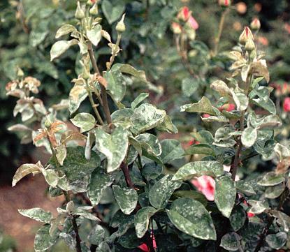 5)MİLDİYÖ 1)Hastalık Belirti ve Zararı: Özellikle genç bitkilerde yaprak ve dallar üzerinde, çiçek sapında, gonca ve çanak yapraklarda hastalık görülür.