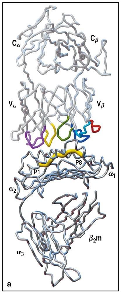 MHC-TCR: