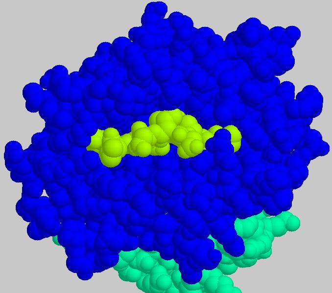 sınıf I 8-10 amino asitlik peptidleri taşır