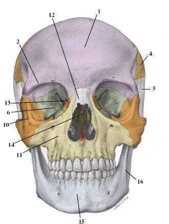 6 1 frontal kemik 7 mastoid process 13 lacrimal kemik 2 supraorbital ridge 8 kulak deliği 14 ethmoid kemik 3 occipital kemik 9 zygoma 15 mandibula 4 parietal kemik 10 zygomatic kemik 16 ramus 5