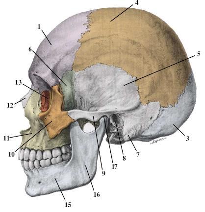 Bunlar yüz kasları ve çiğneme (mimik) kaslarıdır (Kahler, 2003; Taylor, 2001). Yüz kasları; yanak ve dudaklar, burun, orbita, göz kapakları ve auricula (kulak kepçesi) çevresinde yer alır.