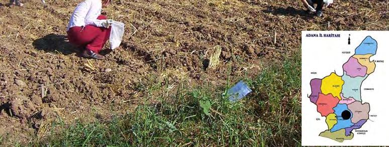 Hazırlanan parsellere yerfıstığı ekimi öncesi, yapılmış olan ön çalışmalar ve deneme öncesi toprak analizleri sonuçları doğrultusunda taban ve teşvik gübrelemeleri uygun bir şekilde yapılmıştır.