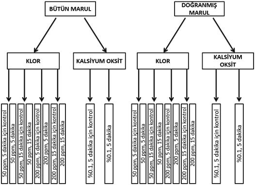 Toplu Beslenme Sistemlerinde Kullanılan Farklı Dezenfektanların Çiğ Servis Edilen Marul un Mikrobiyal Yüküne Etkisi 147 grubu örnekleri de çalışma grubunun hazırlandığı aynı marul demetinden alınarak