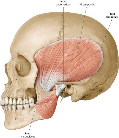 MUSCULUS TEMPORALIS Origo: fascia temporalis in derin yüzü Fossa temporalis İn kemik döşemesi İnsertio: Ramus mandibulae nın ön kenarı Mandibula nın proc.