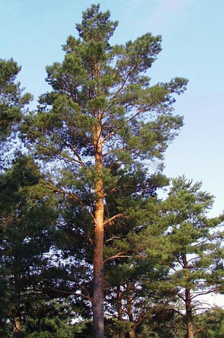 Karadeniz kıyısında Of-Sürmene (Çamburnu) arasında denize kadar iner.