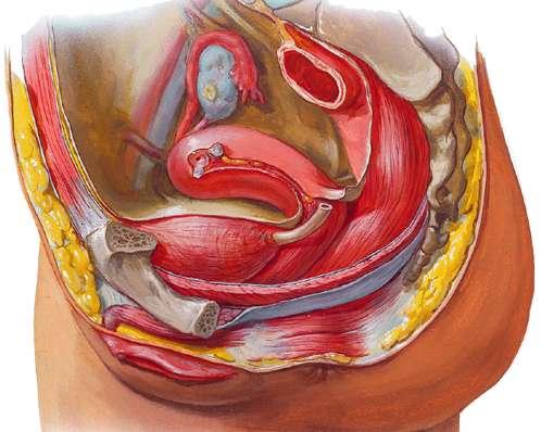 UYGULAMA FAALĠYETĠ UYGULAMA FAALĠYETĠ Kadın genital organlarının anatomisini radyografide ayırt ediniz. ĠĢlem Basamakları Kadın genital organlarını sınıflandırınız.