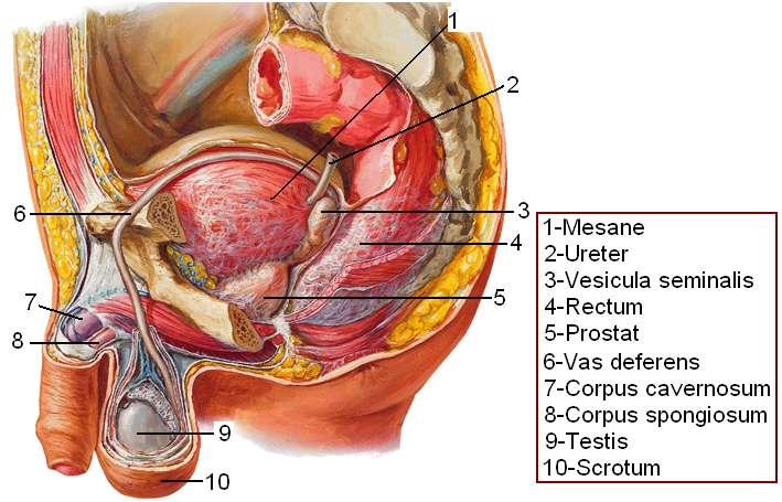 ÖĞRENME FAALĠYETĠ 1 ÖĞRENME FAALĠYETĠ 1 AMAÇ Bu faaliyette verilen bilgiler doğrultusunda erkek genital organlarının anatomisi ve direkt radyografilerinde anatomik yapıyı ayırt edebileceksiniz.