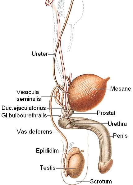 Resim 1.2: Erkek üreme organları 1.1. Erkek Ġç Genital Organları (Organa Genıtalıa Masculına Interna) 1.1.1. Testis (Orchis, Didymis, Erbezi) Scrotum içinde yer alan, erkek üreme hücreleri (spermium) ile erkek seks hormonları nın (androgenler) yapıldığı bir çift organdır.