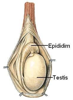 Resim 1.3: Testis ve epididim Testisler, tunica albuginea olarak adlandırılan bir kapsül ile sarılıdır. Tunica albuginea, testisleri örten kalın, fıbröz bir tabakadır.