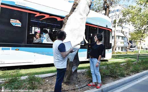 10 Anıt Ağaçlara Gençlik Aşısı Gazi Bulvarı üzerinde yer alan 20 adet çınar ağacını korumak ve bakımını yapmak için kolları sıvayan İzmir Büyükşehir Belediyesi, asırlık ağaçları zararlı bakterilerden