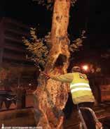 Anıt niteliği taşıyan çınar ağaçlarının bakım ve restorasyon işinin asıl amacının, çürümüş veya çürümeye yüz tutmuş kısımlarını tedavi etmek olduğunu söyleyen İzmir Büyükşehir Belediyesi Park