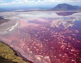 Natron Gölü Tanzanya Kuzey Tanzanya da bulunan bir soda gölü olan Natron gölünün derinliği yaklaşık 3 metredir. Gölün ph (asit/baz) değeri 10.5 dir.