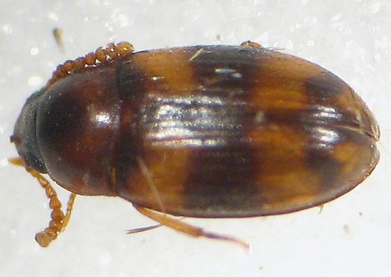 4.1.7. Takım: Coleoptera Familya: Tenebrionidae Tür: Alphitophagus bifasciatus (Say.) Şekil 4.7. Alphitophagus bifasciatus (Say.) ergini (Anonim 2010g).