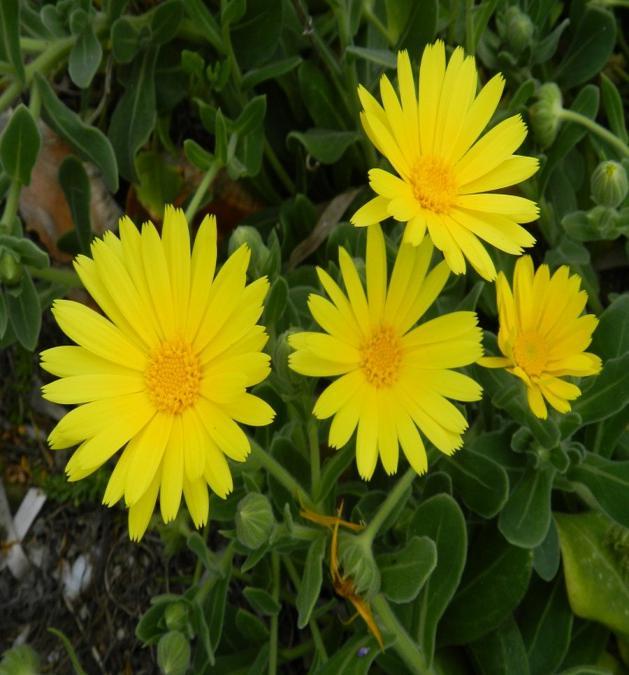 BİTKİ KİMLİK KARTI Latince adı:calendula Maritima Familyası: Compositae Anavatanı: Doğal olarak Akdeniz. Boy: Bitki 20-40 cm boyundadır. Çiçeklenme Dönemi: Kasım-mayıs ayları arasında çiçeklidir.