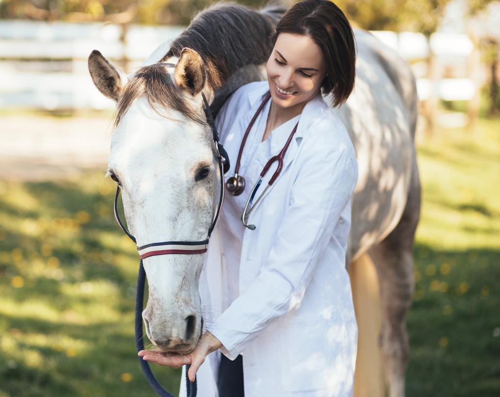 MODUS VETERİNER Kullanım Alanları ve Tedaviler Modus Şok Dalga Tedavisi atlarda eklem, tendinopati, boğaz kasları, bağ yaralanmaları ve derin topuk ağrıları gibi rahatsızlıkların giderilmesinde