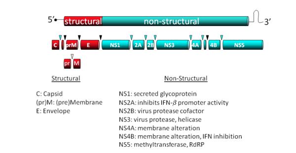 BNV-genom-şematik 10 olgun viral protein (tek bir polipeptidin proteolitik ayrışması ile)