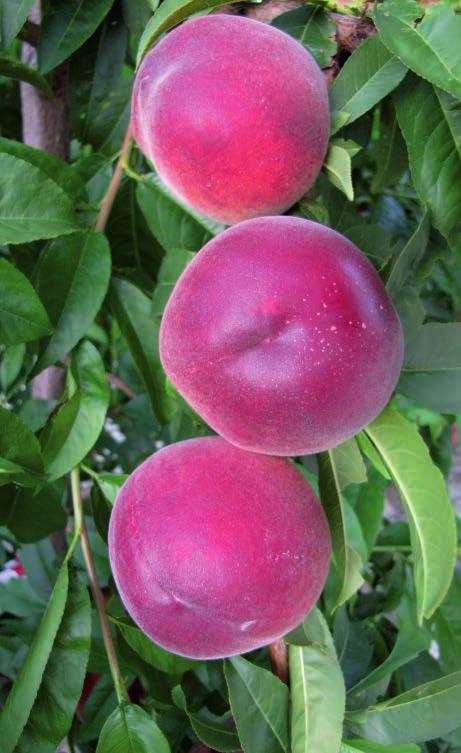 İyi, asit-şeker oranı dengeli Astoria Amandina : Sarı etli, kırmızı şeftali : Çok erkenci, 4