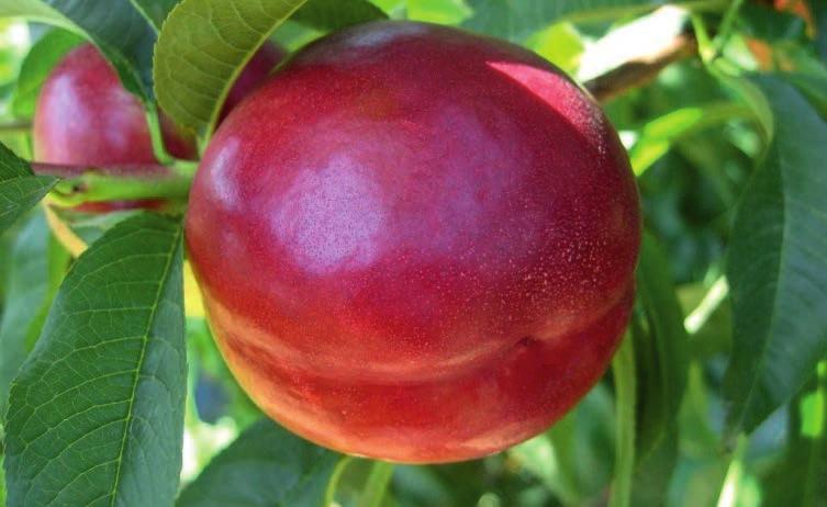 Çiçeklenme geç dönemde, ilkbahar donlarına dayanımı iyidir. Her yıl düzenli meyve verir. Meyvenin briks değeri 15,0-16,5 arasındadır. : Haziran ayının ikinci haftası ile üçüncü haftası arasındadır.