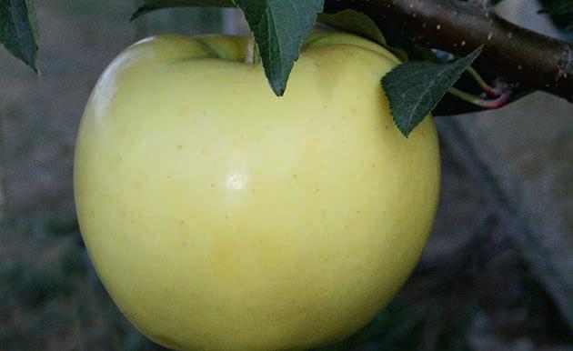 Ginger Gold Gala : Amerika Birleşik Devletleri : Ağaçları kuvvetli gelişir ve verimlidir. : Hasat edildiğinde meyve yeşil ancak daha sonra sarı renge dönüşür.