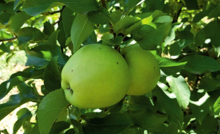 : Amerika Birleşik Devletleri : Ağaçları kuvvetli gelişir ve oldukça verimlidir. : Meyveleri orta irilikte, tatlı, sulu, sert, gevrek ve yeme kalitesi çok iyidir.