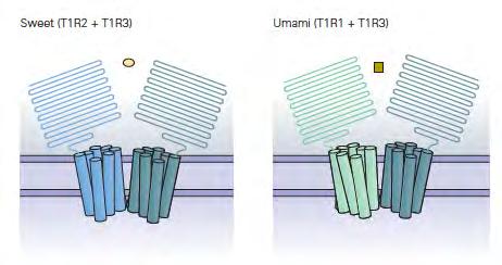 Taste receptor, type 1, member 1 Taste receptor, type 1,