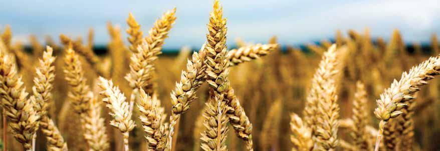Ukrayna Buğdayı / Ukrainian wheat Ukrayna buğdayı daha maliyetli. Mesele teknik ve lojistik düzleminde durmakta. Rus gemileri küçük ve hızlı.