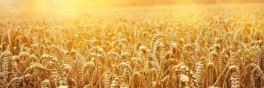 Buğday tarlası / Wheat field vardı, bugün ise yalnızca 7 milyon hektar alanda buğday bulunmakta. Latifundist.com: Karadeniz bölgesinin buğdayı ticaretini neler bekliyor?